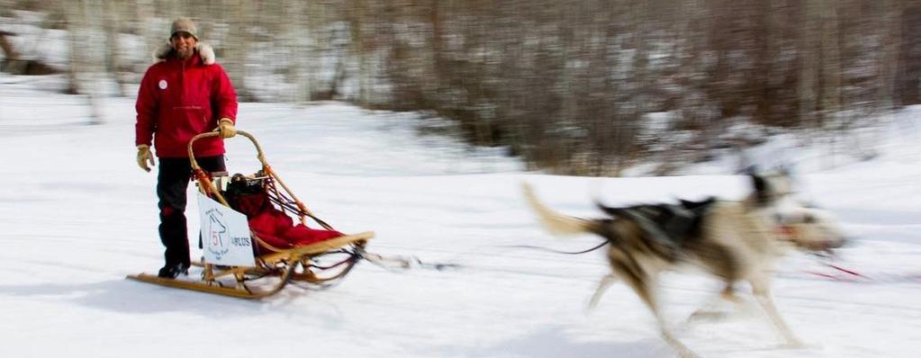 DOG SLEDDING On this mushing you will be whisked through the forest by a powerful dog team and