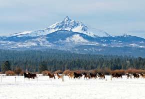 Call the Stables and enjoy a winter trail ride. The Black Butte Stables are open year round with several options and locations. Trail riders must be at least 7 years old.