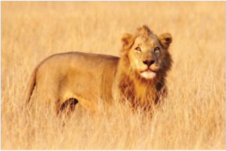 LION: Panthera leo 150 250 kg HABITAT: Grasslands, savanna, and woodlands DIET: Carnivore Wildebeest, buffalo, and zebra.
