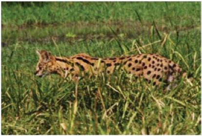 SERVAL: Leptailurus serval 13 kg HABITAT: Grasslands, savanna, and marshlands DIET: Carnivore Rats, mice, and other rodents, along with small
