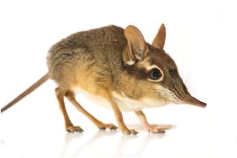 Serval SHREW (8 species) Families: Soricidae Macroscelididae ~50 g HABITAT: Desert to grasslands and forests DIET: Omnivore Insects, spiders,
