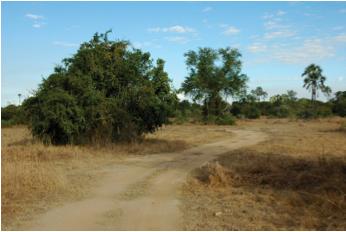 Drought Agriculture and Deforestation Forests in and around Gorongosa are primarily cleared by local farmers for agriculture.