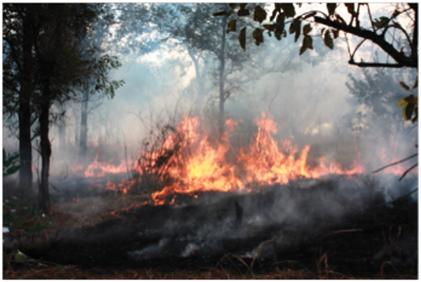Fires Increasing Human Population The population in Mozambique, whose livelihood largely depends on agriculture, has increased more than threefold in the roughly five decades since Gorongosa National