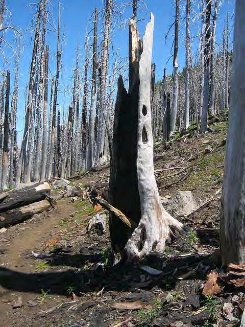 Pacific Crest National Scenic Trail fire year caused hotter fires that often burned out of control, killing people and damaging buildings.
