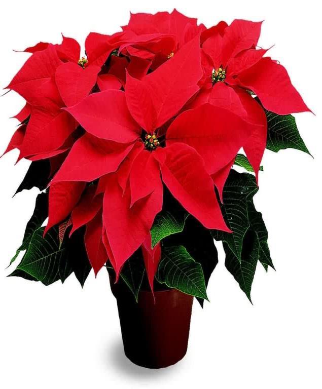 ANNOUNCEMENTS Rotary Club of Chatham Poinsettia Campaign Purchase: a coupon or coupons from the Rotary Club of Chatham Redeem: at Ross Nurserymen, 335 Indian Creek Road East, Chatham (between