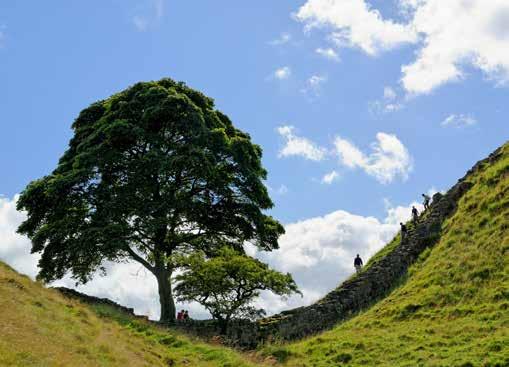 highest remains of the Wall and the solitary tree from the those who are feeling active can spend the afternoon on a five mile circular walk alongside the Wall to reach the famous Sycamore Gap where