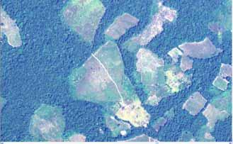the results of the interpretation in the Landsat image taken in the same date and used in the 2005 coca survey.