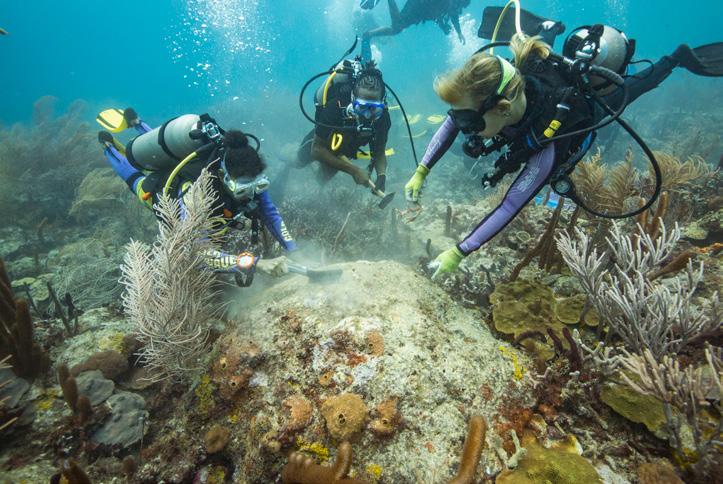 These restoration activities encompass restoring the entire ecosystem, including increasing success of natural coral reproduction (capturing larvae and growing them in safe environments), rescuing