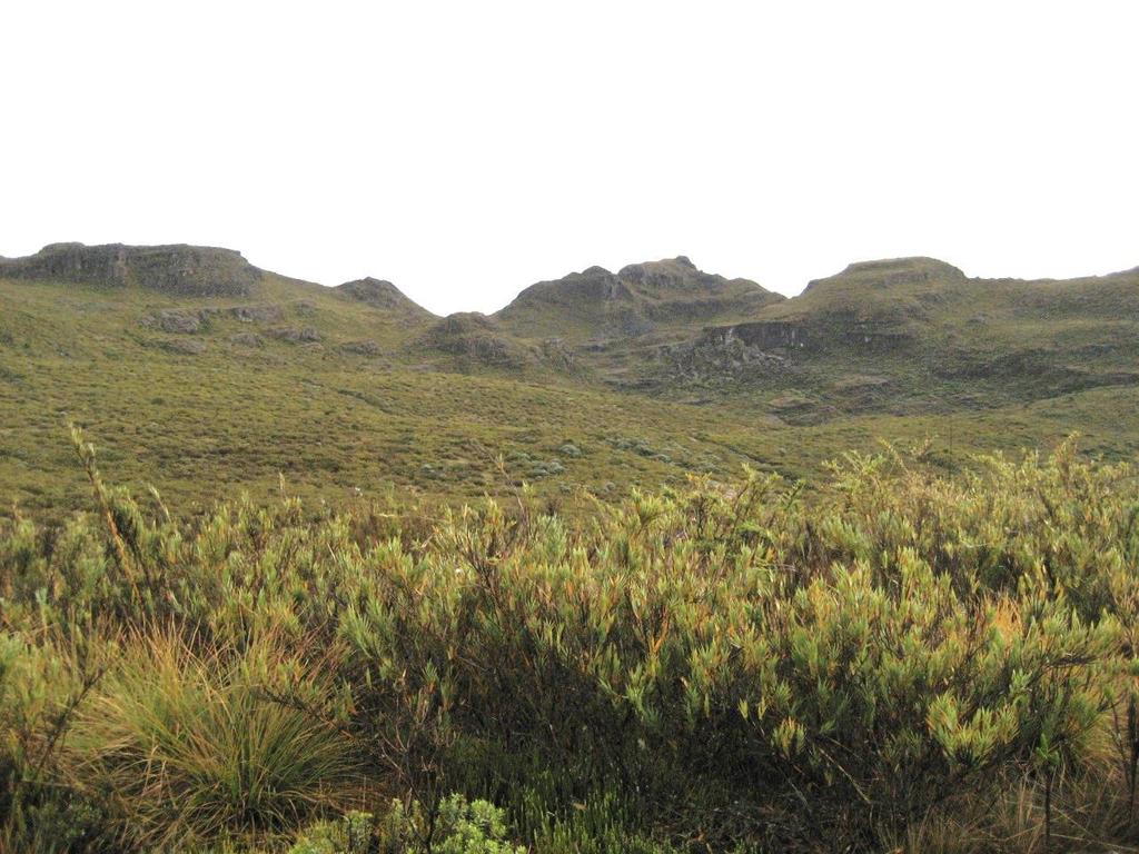Figure 18. Photograph of the upper Río Talari valley, or Valle de los Conejos, in June 2008, 32 years after the 1976 fire. The vegetation is dominated by the bamboo Chusquea subtessellata.
