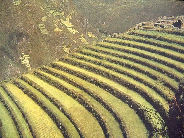 Farming The Incas increased farming by terracing steep slopes.
