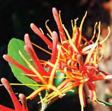 It can also be travelled as a circuit (as described) starting from either end or as part of a larger walk linking with the Te Hoe or Moerangi Tracks. Scarlet mistletoe.