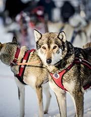 6/6 Reasons to visit Lapland 68 % CONSIDER ANIMAL-BASED ACTIVITIES (E.G.