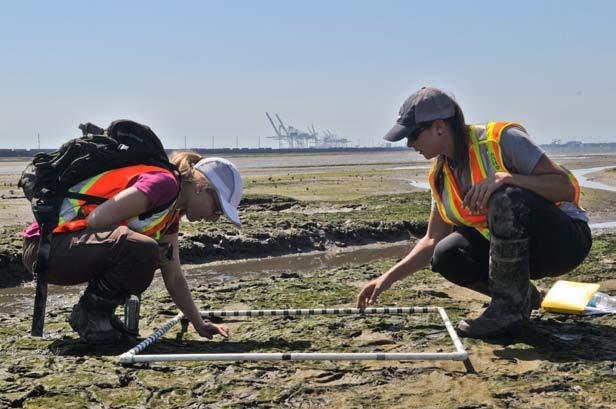 FIELD STUDIES As part of ongoing environmental and technical work for the proposed Roberts Bank Terminal 2 Project, Port Metro Vancouver is undertaking field studies at Roberts Bank and the
