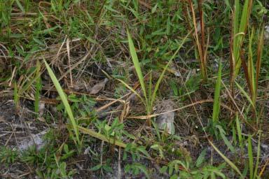 Preserve State Park Sparse cogon grass
