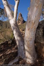 The Brassy Woodland Dominated by white gums and
