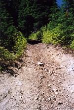 While the Forest Service apparently helped channel water along the bench on the decommissioned Road #1687, doing so and leaving the bench in the first place runs contrary to Amendment 19 and the