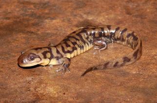 widespread, but wetland dependent Tiger Salamander