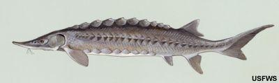 62 Conservation Priority Freshwater Fishes Atlantic Sturgeon - Highest priority