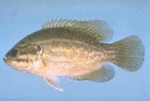 Small Fishes Carolina Pygmy Sunfish - State threatened in SC - Freshwater marshes & small forested tannic