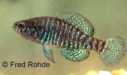 streams (forested) Banded Killifish - Moderate priority conservation species in SC - Tidal fresh &