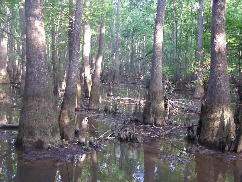 Cypress Tupelo Swamp