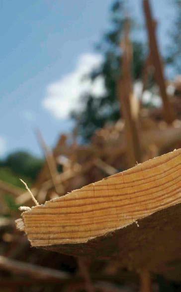 formu korištenja biomase. Najviše se koristi u zemljama u razvoju kao ogrjevno drvo ili kao drvni ugalj za grijanje i pripremanje hrane.