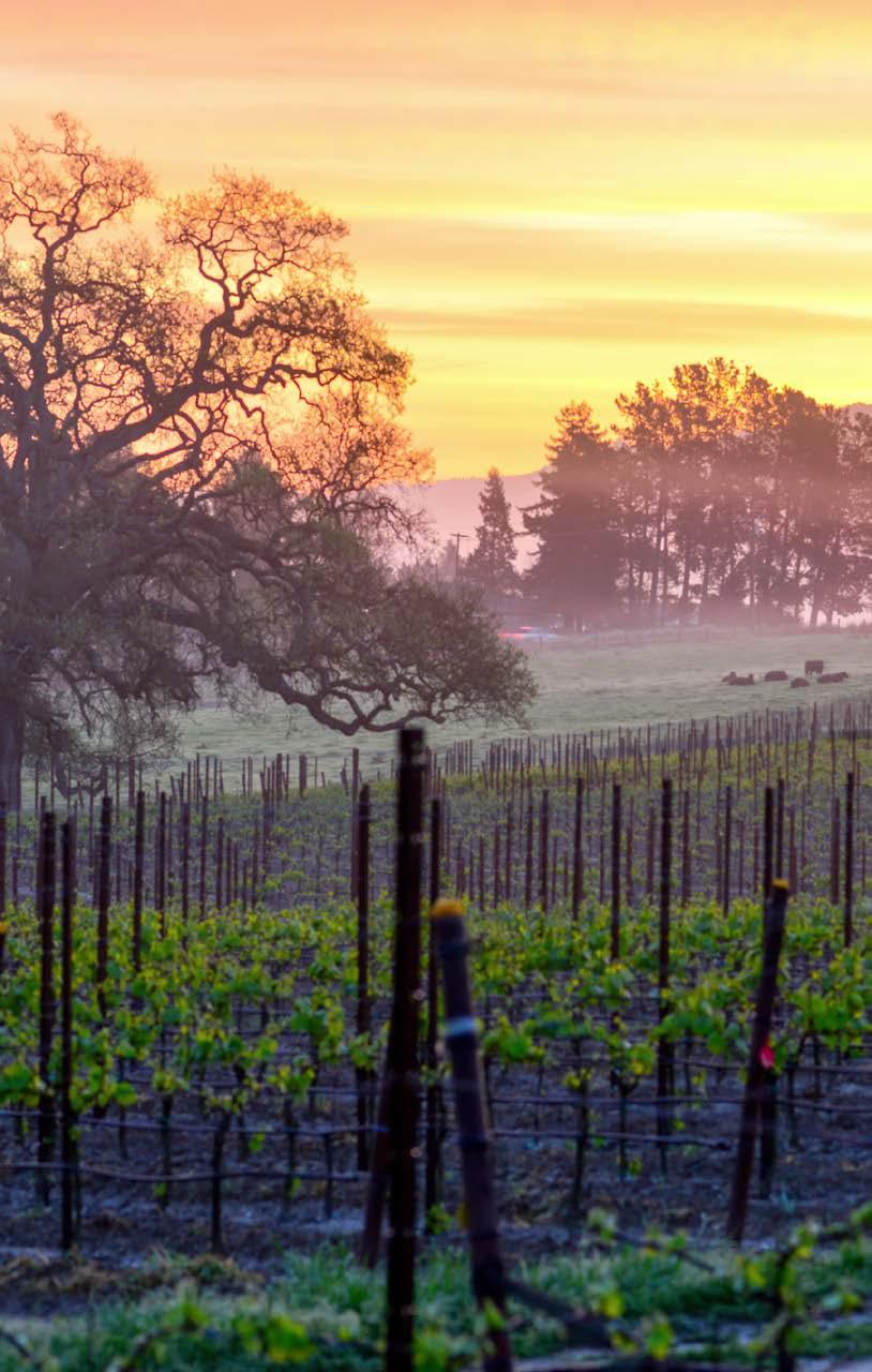 A SOPHISTICATED FLAVOR Located in beautiful California wine country, Santa Rosa Plaza draws tourists as well as shoppers from Sonoma, Napa, Mendocino, and Lake counties.