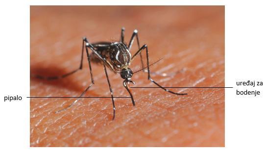 Kod komaraca su usni organi preobraženi u cjevčice i polucjevčice koje sudjeluju u procesu bodenja i sisanja (Slika 8.3).