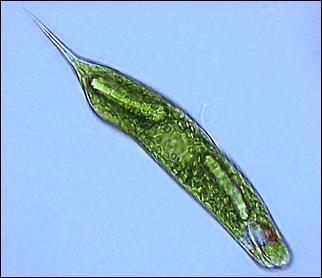 2.2. Sakupljanje i laboratorijski uzgoj praživotinja Praživotinje (Protozoa) jednostanični su eukariotski organizmi.