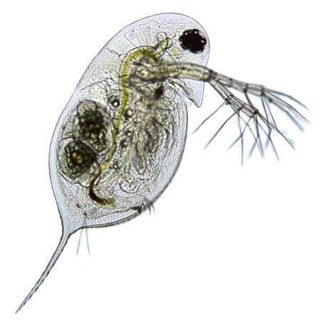 ) u slobodnoj vodi se koriste zooplansktonske mreže izrađene od mlinarske svile veličine pora oko 64 µm (Slika 2.15.). Najjednostavnije metoda za sakupljanje zooplanktona je da se mreža baci s obale u jezero i povlači prema obali.