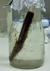 grančica se žiletom sastruže perifiton i ispere vodom preko sita veličine pora oko 65 μm.