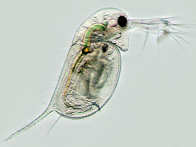 Sakupljeni zooplankton ispustite iz mreže u plastičnu bocu. Sakupljeni materijal donesite u školu i koristite dalje za vježbu.