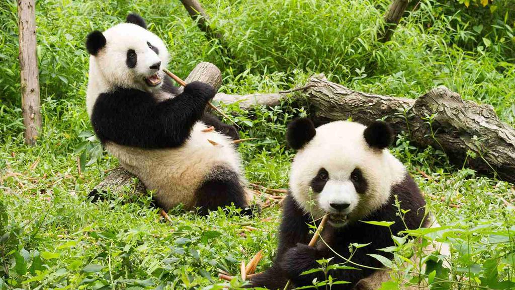See the rare giant pandas at Chongqing Zoo's breeding centre and explore China s