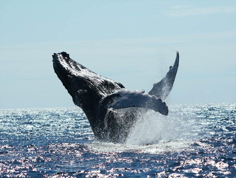 WHALE WATCHING $159.00USD per person The Humpback Whales are regular visitors in the Bay of Samaná.