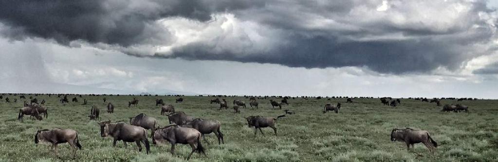 Students will be playing an active role in the implementation of the bi-annual biodiversity monitoring program at a privately owned wildlife refuge in the Great Serengeti Ecosystem.