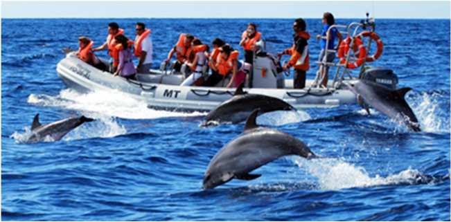 Experience: Whale Watching 03:00 h You can have a sea experience - Whale Watching trip The Azores are currently one of the world s largest whale sanctuaries.