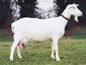 These goats have short hair which is cream or brown. SAANEN goats are white or cream colored.