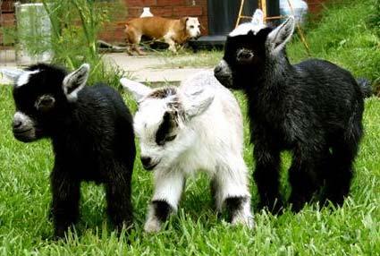 FRENCH ALPINE goats vary greatly in color and can be solid or spotted. Colors include tan, black, white, red, cinnamon and brown.