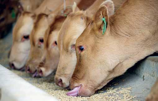 28 Oglasna priloga Krava se molze pri gobcu Proizvodnja zdravega mleka se začne pri uravnoteženi prehrani živali V podjetju Lek Veterina rejcem brezplačno izračunajo popoln obrok in pripravijo