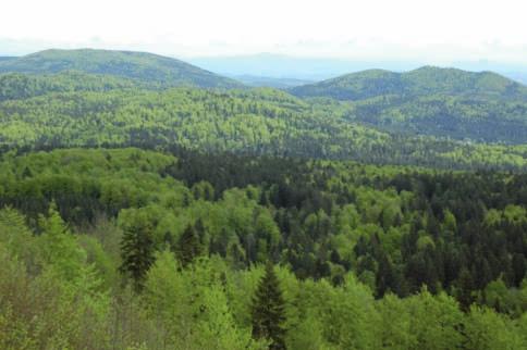 gozdove Slovenije, pri pripravi metodologije za upravljanje gozdnatih območij Nature 2000 prek obstoječega sistema gozdarskega načrtovanja.