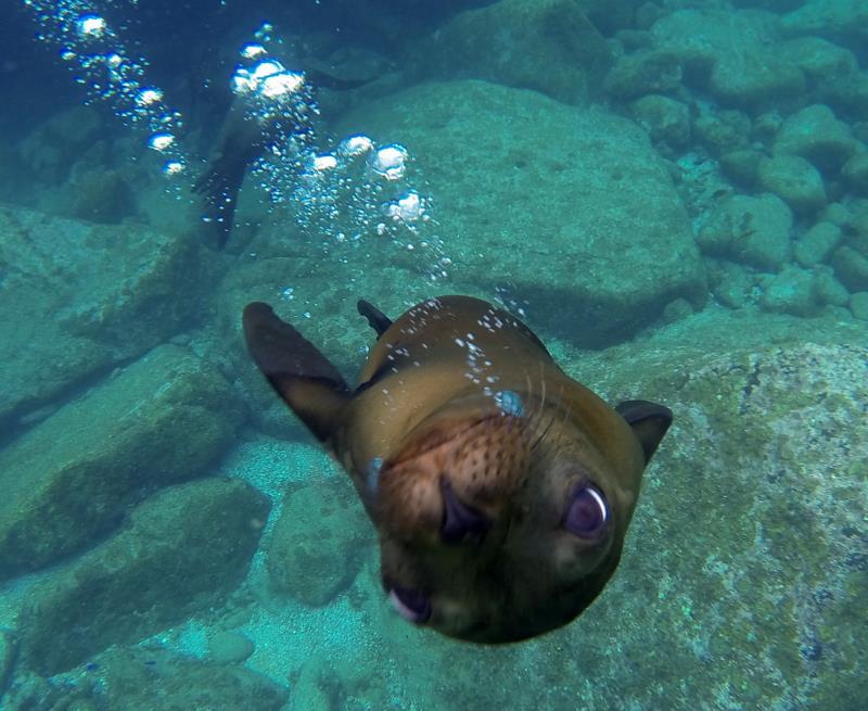 Because Los Islotes colony of sea lions see human visitors just about every day, individuals are very interactive with snorkelers and divers.