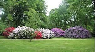 rhododendrons are na ve to North America, Europe, Russia and Asia and even Queensland. The most diverse species come from the Himalayas. Some rhododendrons grow up to 30metres.