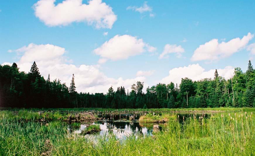 PRIMER 5. UBLAŽAVANJE KLIMATSKIH PROMENA 14 & 15 UVOD Močvare su jedna od karakteristika pejsaža Letonije (pokrivaju 10% teritorije). Postoji šest močvarnih područja.