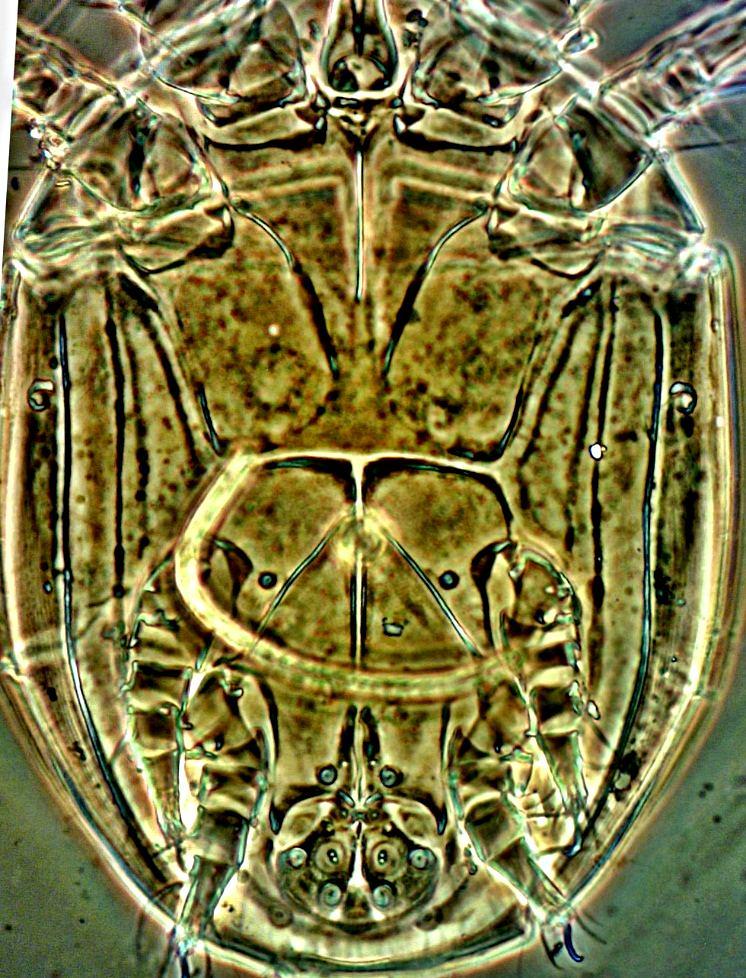 17 18 Figures (17 & 18) Caloglyphus citri n. sp., 17. Ventral side; 18. Suctorial plate, enlarged. References Eraky, S.A. 1993. Myianoetus lili sp. n. (Acari: Anoetidae) educed from manure, Assiut, upper Egypt.