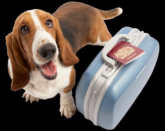 New On-Airport Pet Boarding Facility/Service Solicitation to finance,