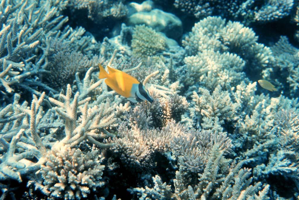 Ecology: Coral Reef Ecosystems