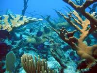 NOAA Coral Reef Conservation Program: Created by NOAA in 2000 Cross-NOAA, multidisciplinary program: NOAA Oceans and Coasts NOAA Fisheries NOAA