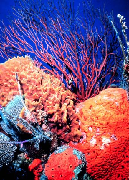 NOAA Online Education Resources NOAA Coral Reef Conservation Program website: www.coralreef.noaa.