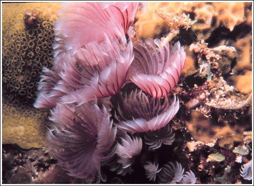 CD: NOAA Coral Lesson Plans Topics: Coral Biology Coral spawning Morphology of corals Feeding adaptations Coral Reef and Deep Sea Coral Ecology How corals