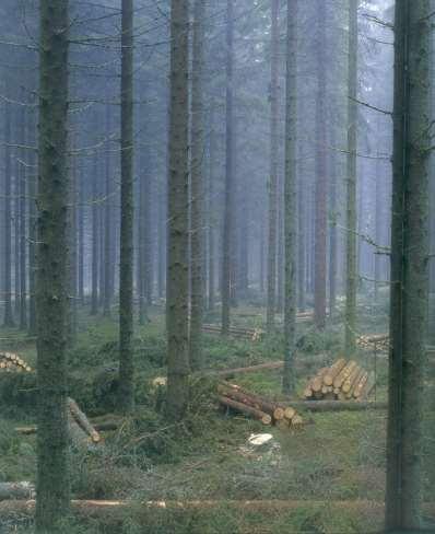 Lietuvos miškai 2011.01.01 Miško žemė :2170 tūkst. ha (33,2 % teritorijos) - iš to brandžių medynų 364,5 tūkst. ha Bendras sukauptas medienos tūris I. Viso: 490 mln. m 3 II.